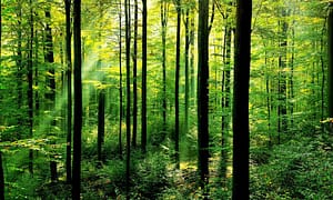 Forests